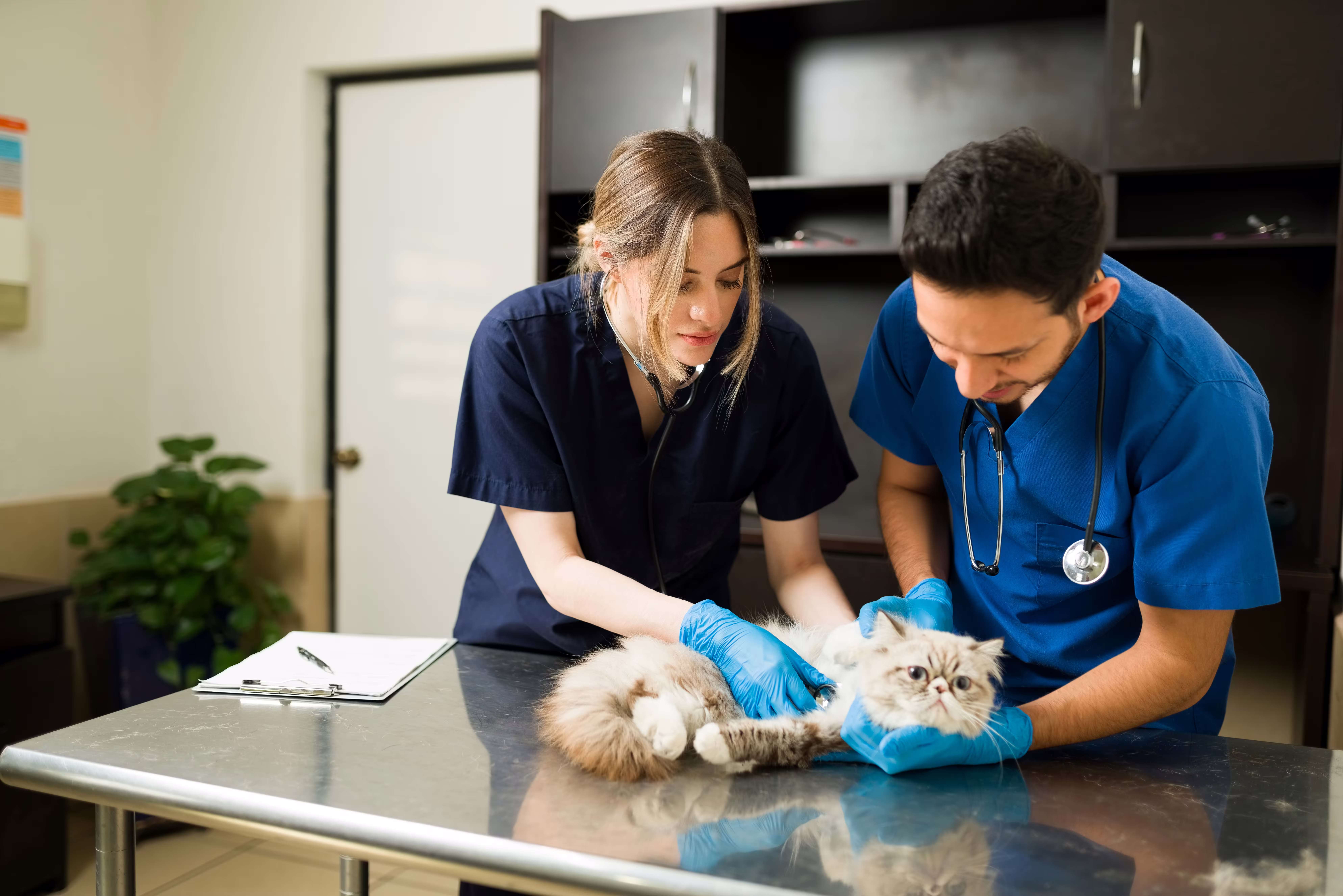 Gentle Examinations